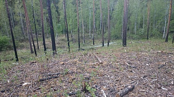 Экс-директор ФГБУ «Национальный парк «Припышминские боры» признан виновным в незаконной рубке леса на ООПТ федерального значения